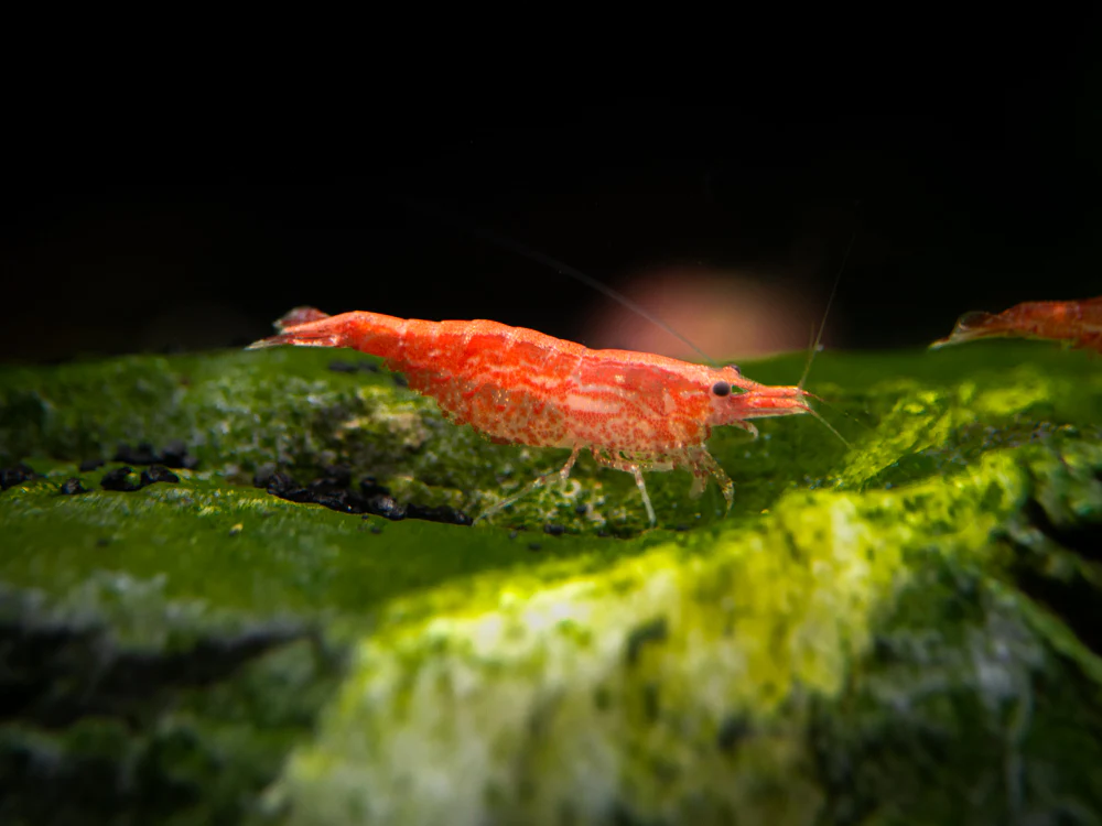 Sakura Red Cherry Shrimp (Neocaridina davidi), Tank-Bred - Nestor' Aquariums & Pets