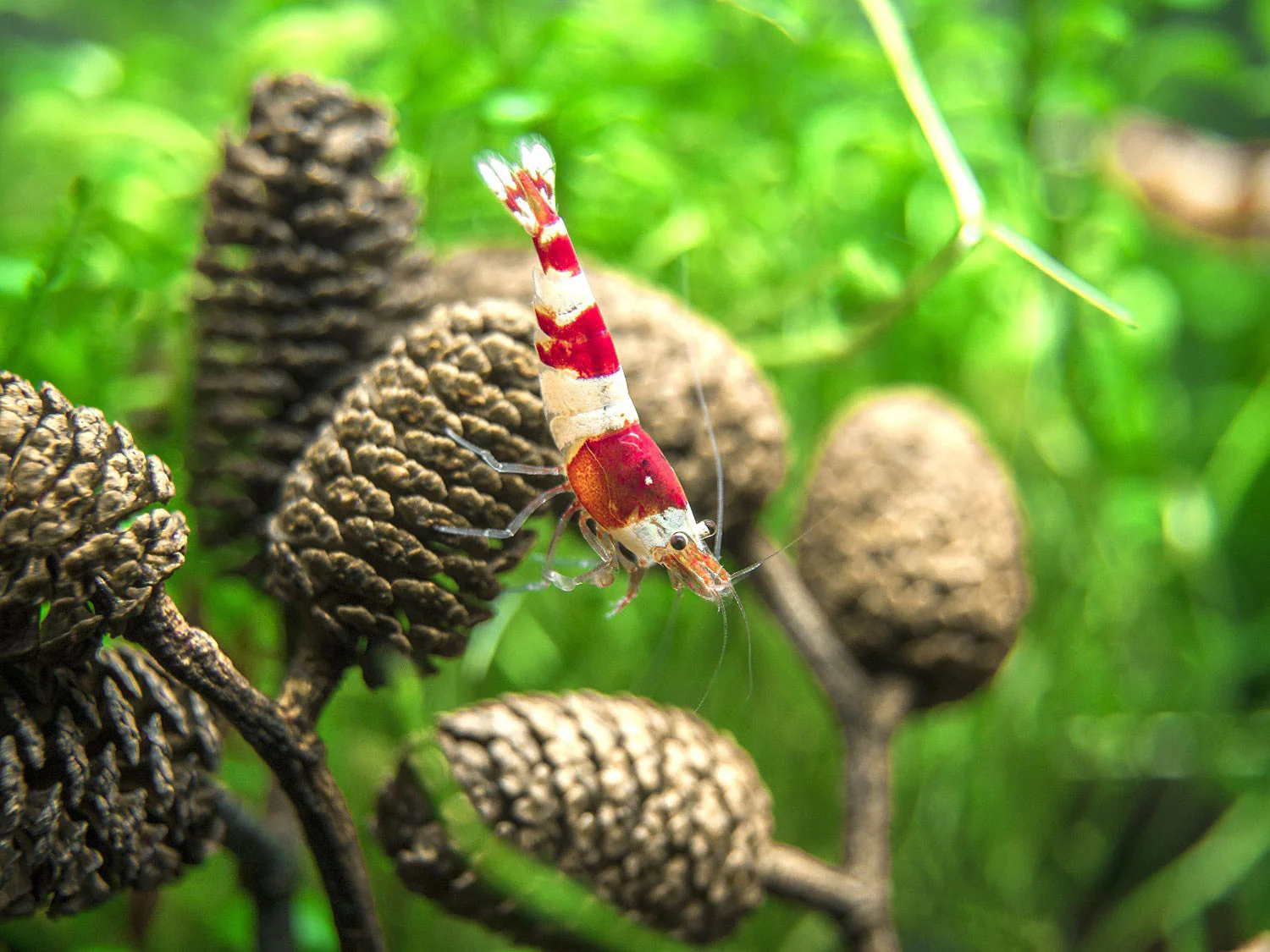 Crystal Red Shrimp Combo Box - Nestor' Aquariums & Pets