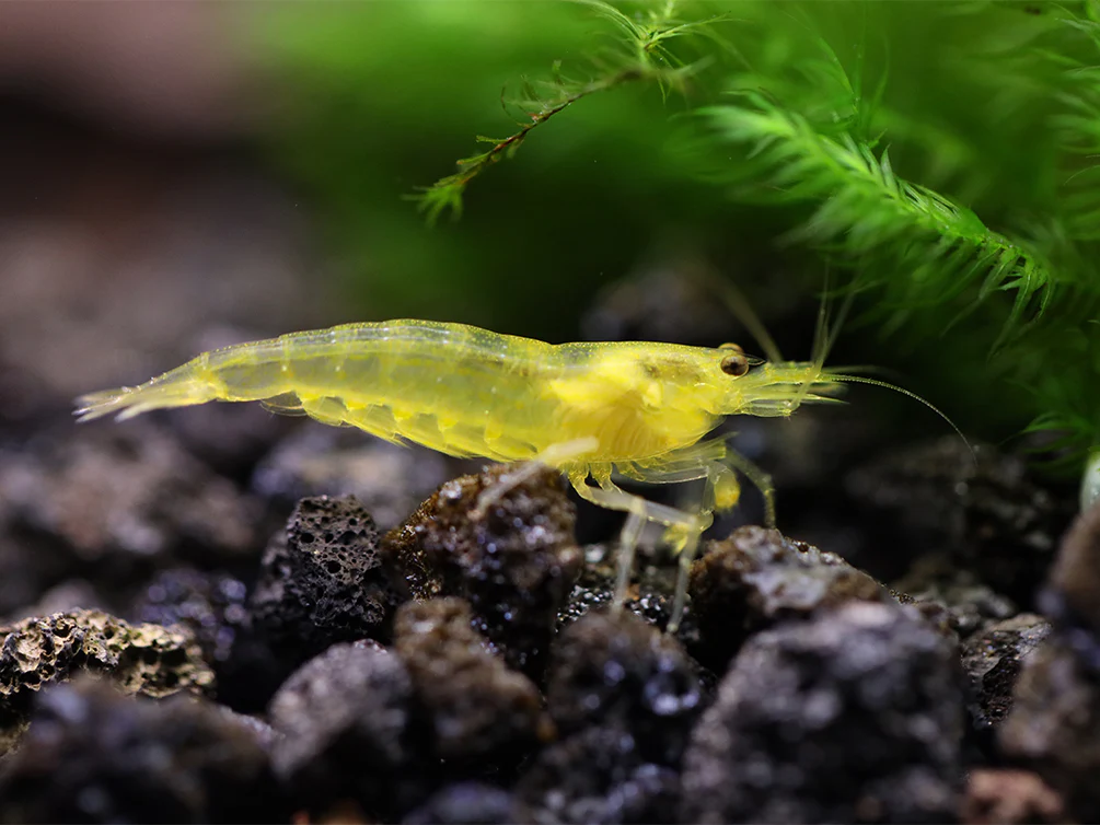 Colorful Amano Shrimp Combo Pack – Lemon Yellow, Sun Orange & Snow (Tank-Bred) - Nestor' Aquariums & Pets