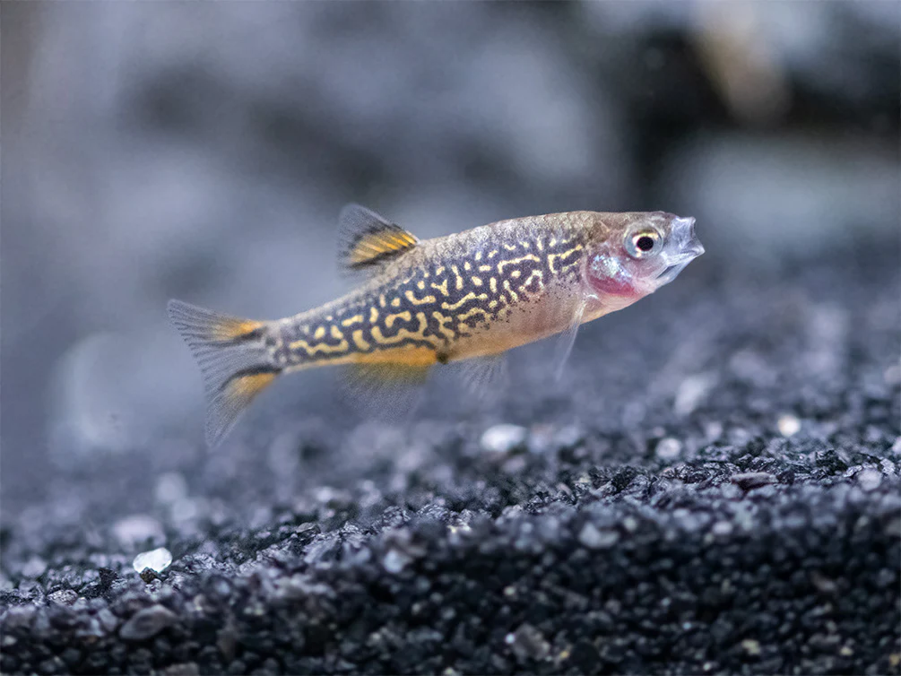 Celestial Pearl Danio AKA Galaxy Rasbora (Celestichthys margaritatus) - Nestor' Aquariums & Pets