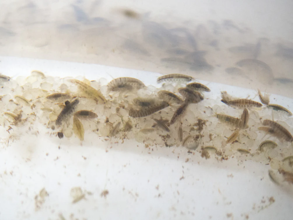 Live Daphnia and Scud Cultures Combo Pack - Aquatic Arts - Nestor' Aquariums & Pets