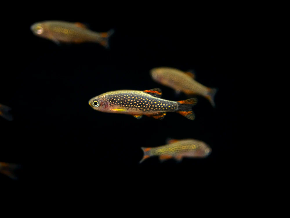 Celestial Pearl Danio AKA Galaxy Rasbora (Celestichthys margaritatus) - Nestor' Aquariums & Pets