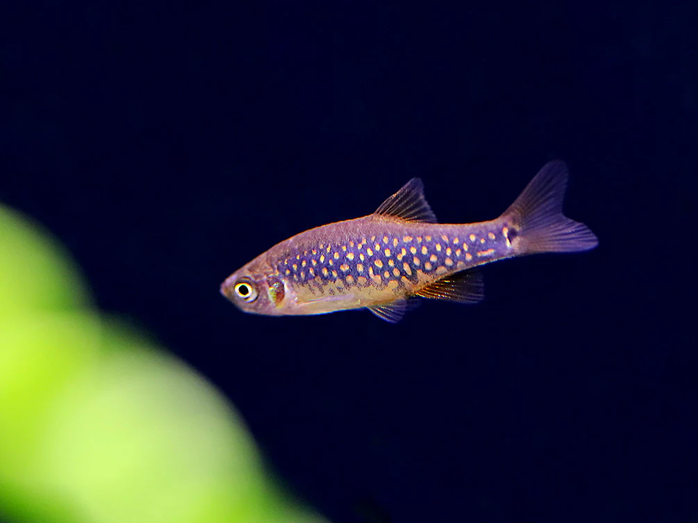 Celestial-Emerald Danio Hybrid AKA Hybrid Galaxy Microrasbora (Danio margaritatus x Danio erythromicron) – Tank Bred - Nestor' Aquariums & Pets