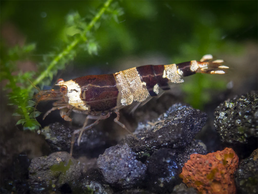 Crystal Black Shrimp Combo Box - Nestor' Aquariums & Pets