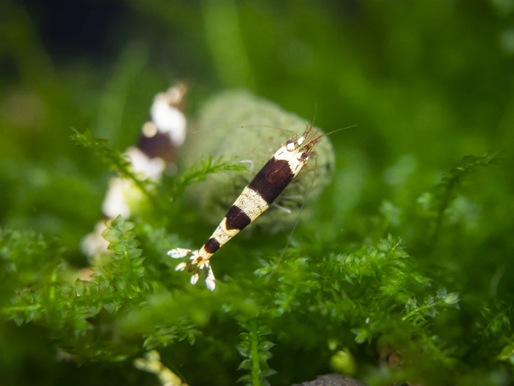 Crystal Black Shrimp (Caridina cantonensis, A-S Grade), Tank-Bred - Nestor' Aquariums & Pets