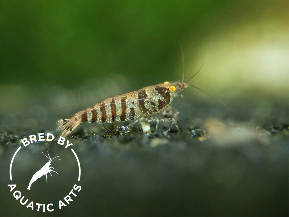 Bred By Aquatic Arts Planted Caridina Shrimp Combo Box (Caridina spp.) - Nestor' Aquariums & Pets