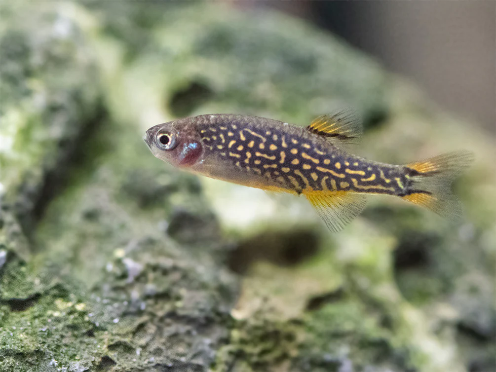 Celestial Pearl Danio AKA Galaxy Rasbora (Celestichthys margaritatus) - Nestor' Aquariums & Pets