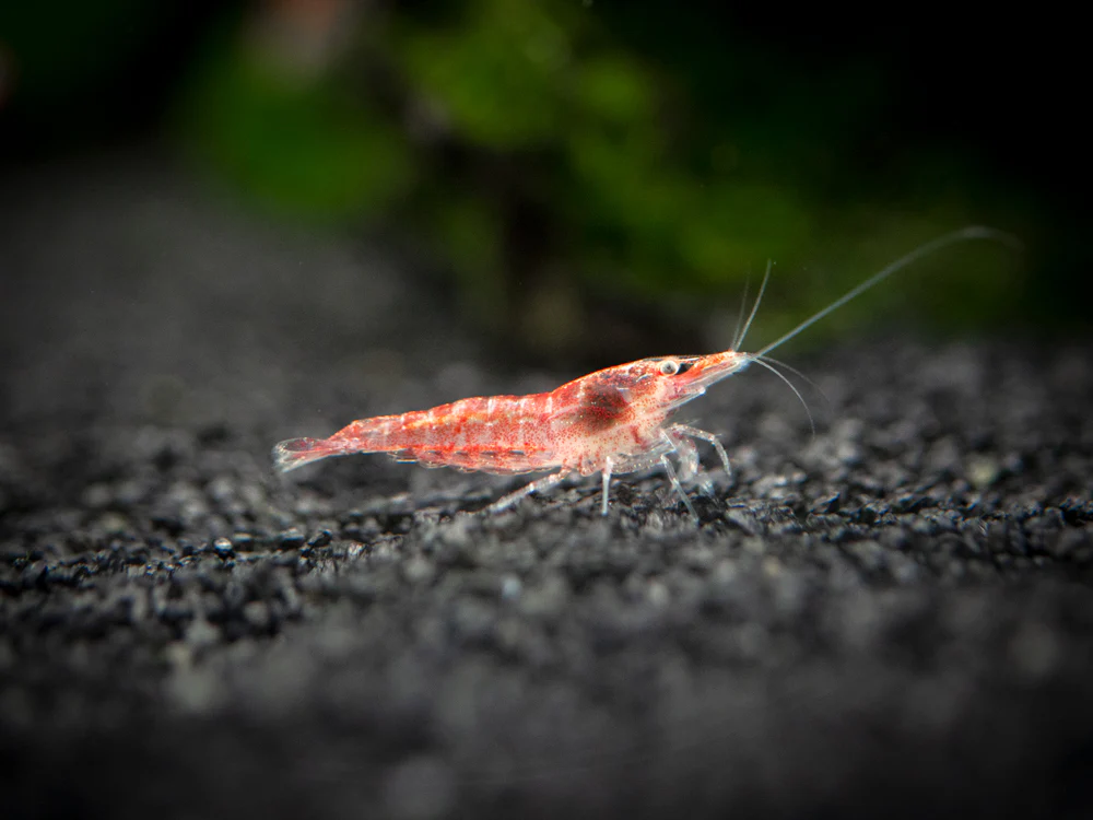 Sakura Red Cherry Shrimp (Neocaridina davidi), Tank-Bred - Nestor' Aquariums & Pets