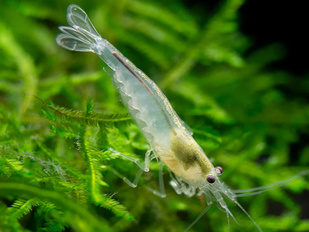 Amano Shrimp Combo Box - Nestor' Aquariums & Pets