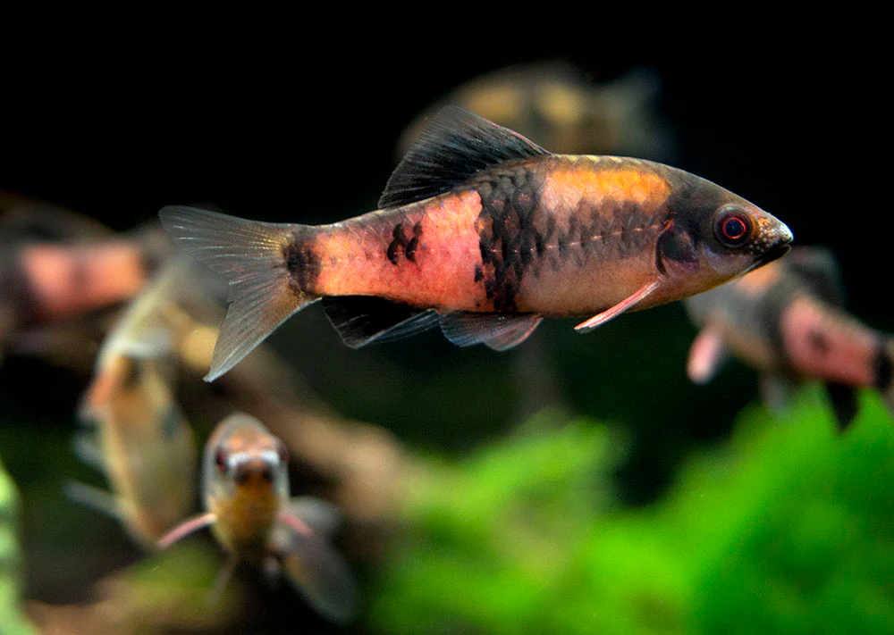 Red Panda AKA Melon Barb (Haludaria fasciata), Tank-Bred - Nestor' Aquariums & Pets