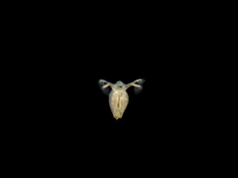 Live Daphnia and Scud Cultures Combo Pack - Aquatic Arts - Nestor' Aquariums & Pets
