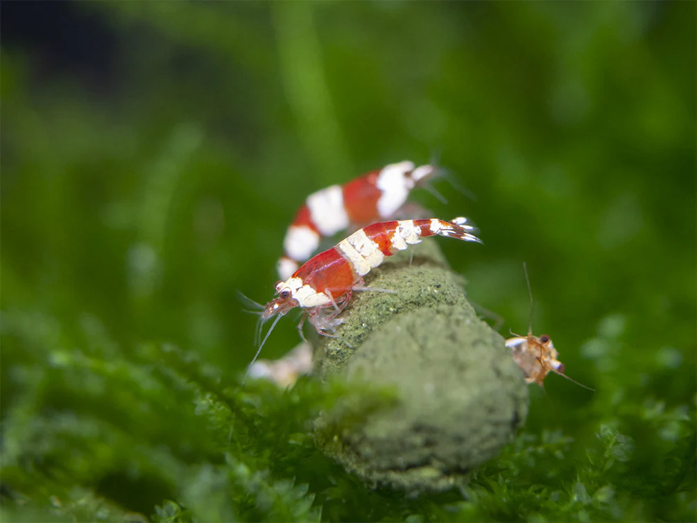 Crystal Red Shrimp Combo Box - Nestor' Aquariums & Pets