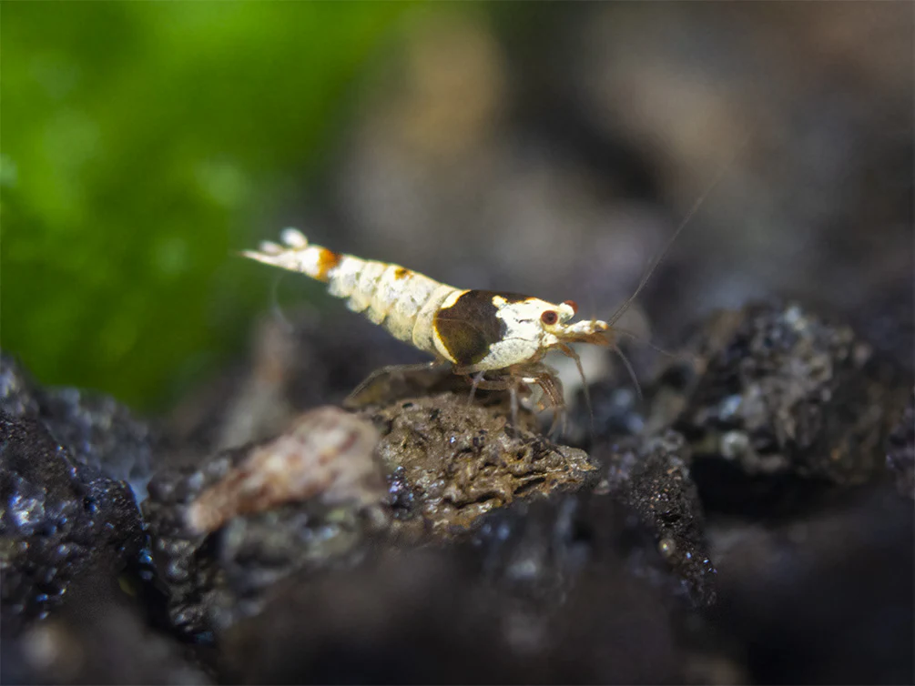 Crystal Black Shrimp Combo Box - Nestor' Aquariums & Pets
