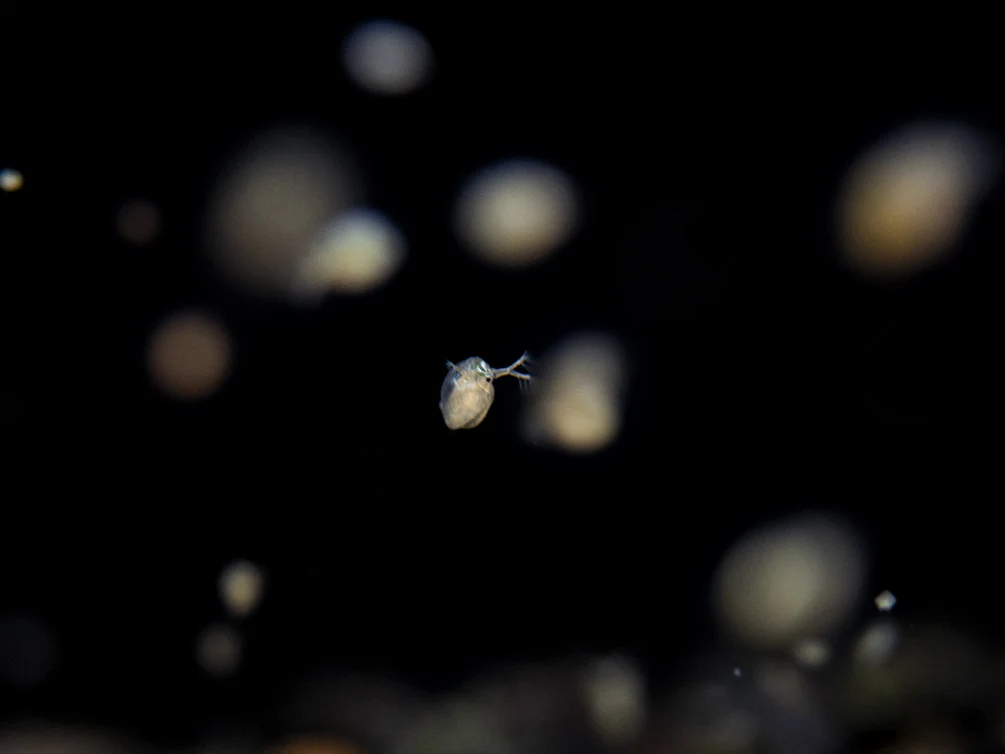Live Daphnia AKA Water Flea (Daphnia magna) Culture - Aquatic Arts - Nestor' Aquariums & Pets