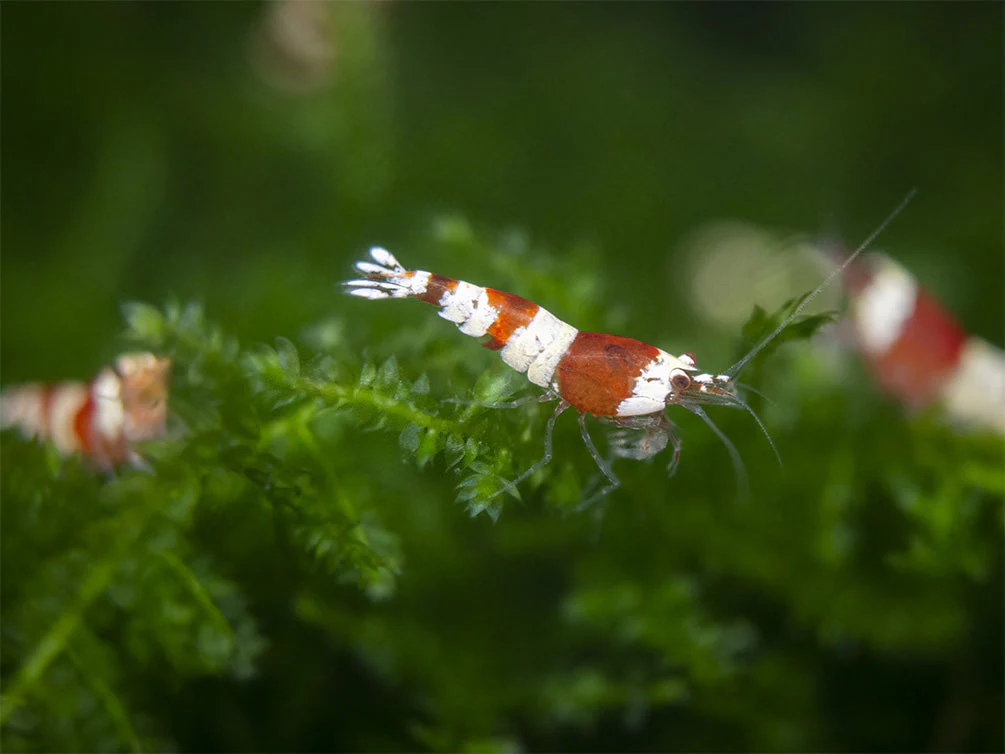 Crystal Red and Black Shrimp Combo Box - Nestor' Aquariums & Pets