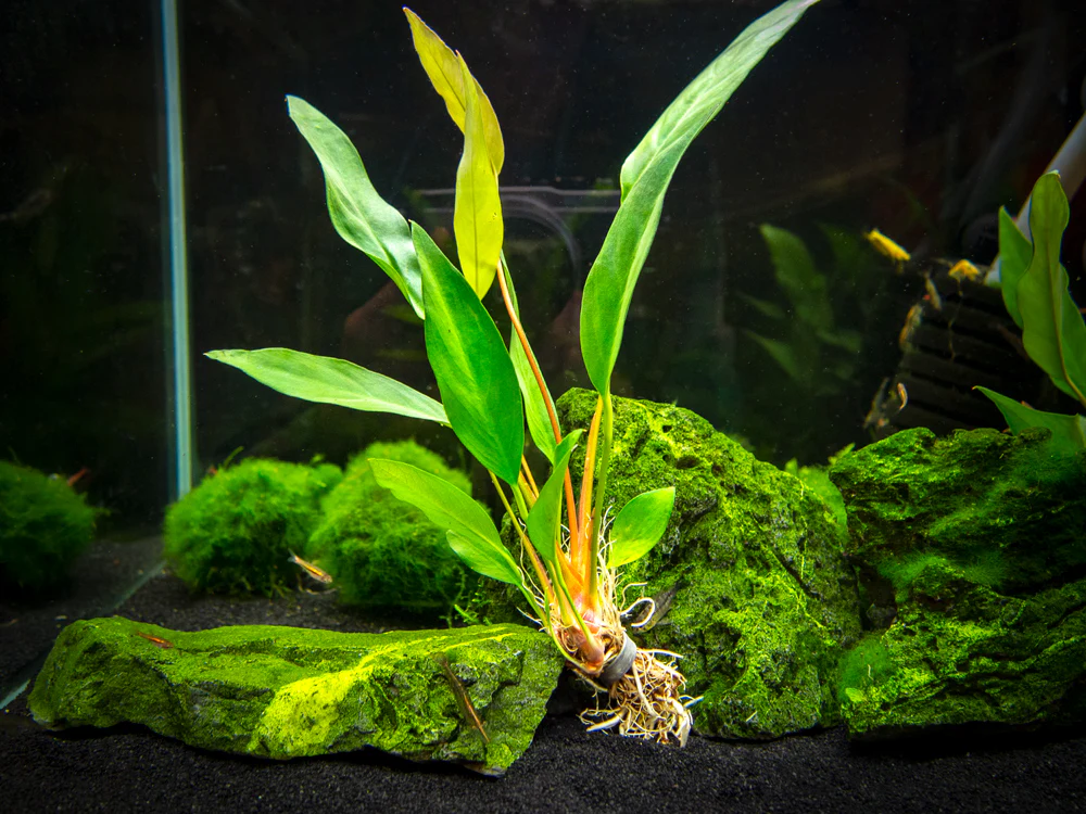 Anubias Frazeri (Anubias barteri x A. heterophylla), bare root - Nestor' Aquariums & Pets