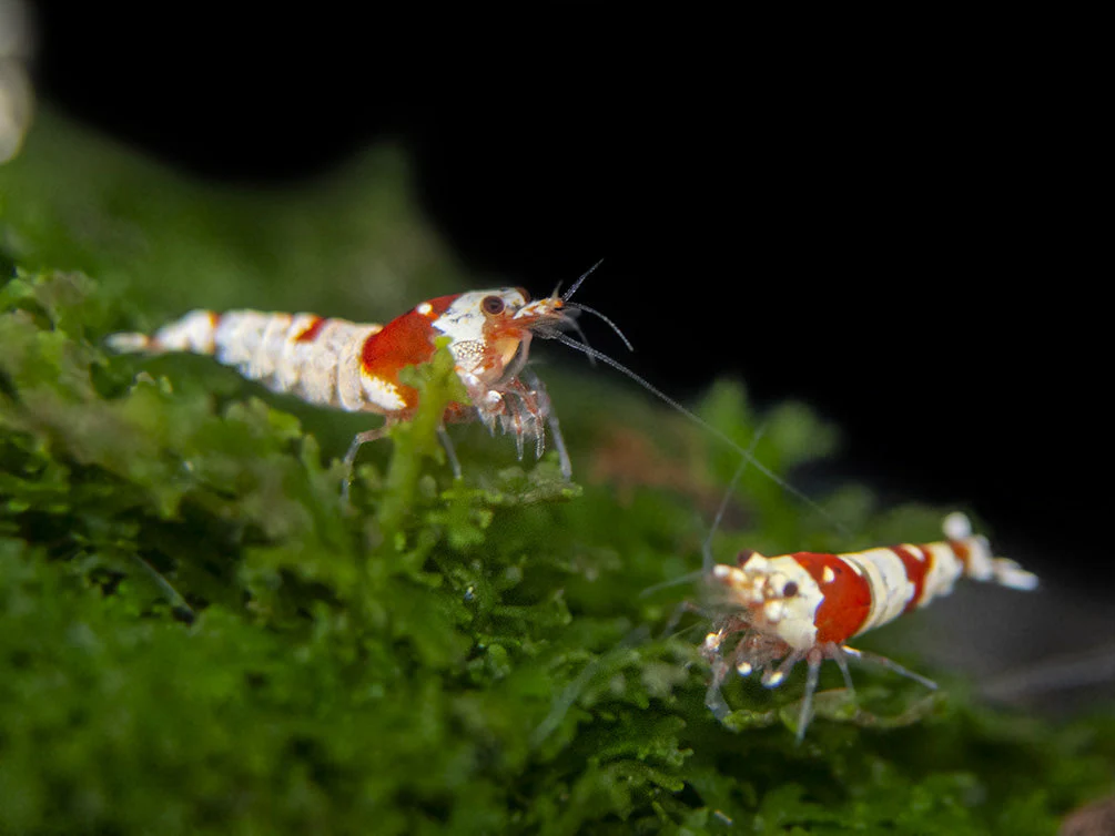 Crystal Red and Black Shrimp Combo Box - Nestor' Aquariums & Pets
