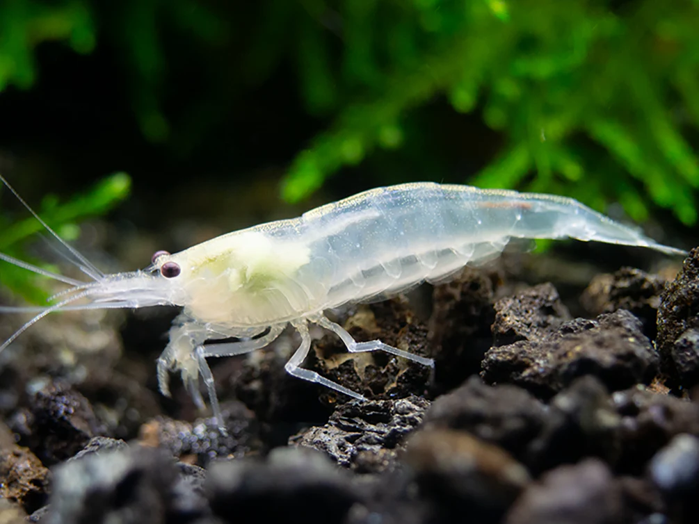 Colorful Amano Shrimp Combo Pack – Lemon Yellow, Sun Orange & Snow (Tank-Bred) - Nestor' Aquariums & Pets