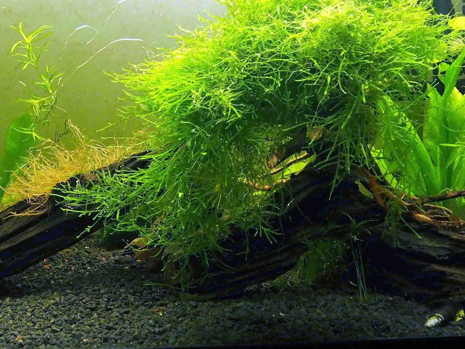 EASY Aquarium Plant Package (30-55 Gallon) - Java Moss, Marimo Moss Balls, Moneywort, Anubias sp., and Java Fern - Nestor' Aquariums & Pets