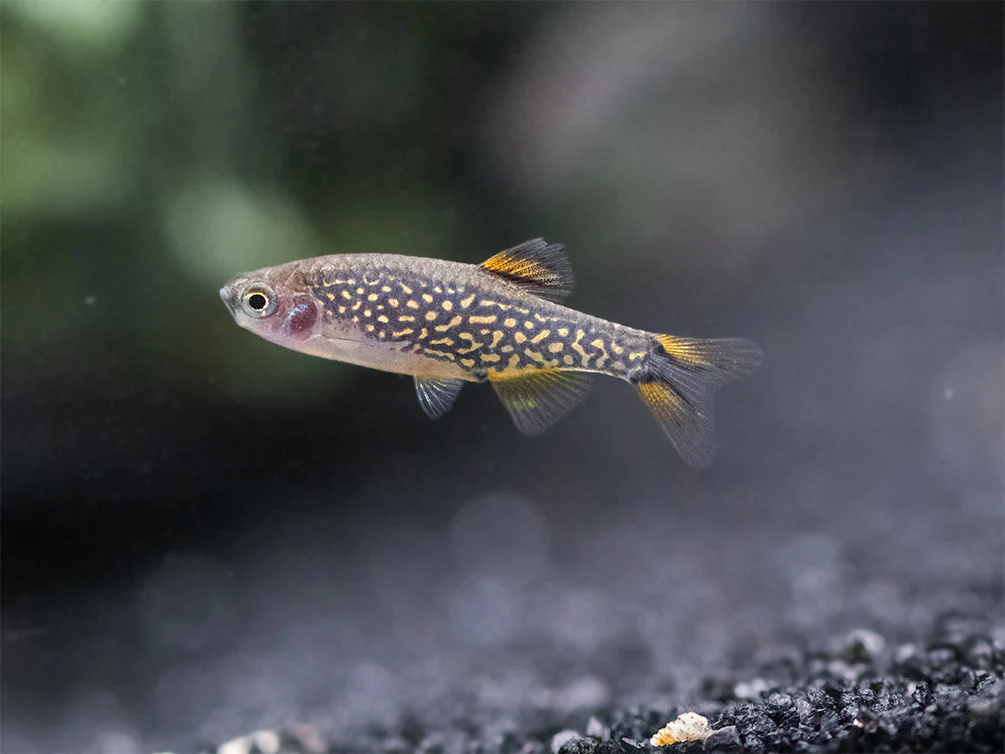 Celestial Pearl Danio AKA Galaxy Rasbora (Celestichthys margaritatus) - Nestor' Aquariums & Pets