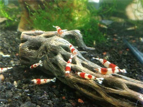 Crystal Shrimp Combo Pack, Tank-Bred - Nestor' Aquariums & Pets