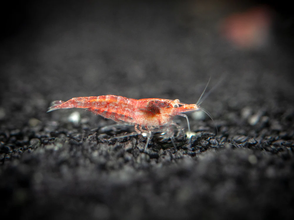 Sakura Red Cherry Shrimp Breeder Combo Box - Nestor' Aquariums & Pets