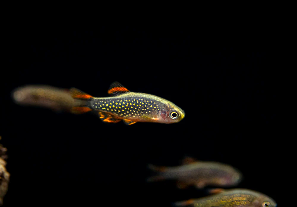 Celestial Pearl Danio AKA Galaxy Rasbora (Celestichthys margaritatus) - Nestor' Aquariums & Pets
