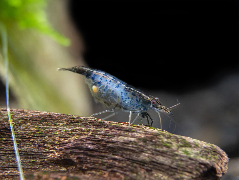Carbon Rili Shrimp (Neocaridina davidi), Tank-Bred - Nestor' Aquariums & Pets
