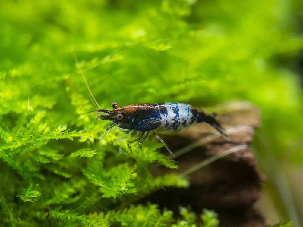 Carbon Rili Shrimp (Neocaridina davidi), Tank-Bred - Nestor' Aquariums & Pets