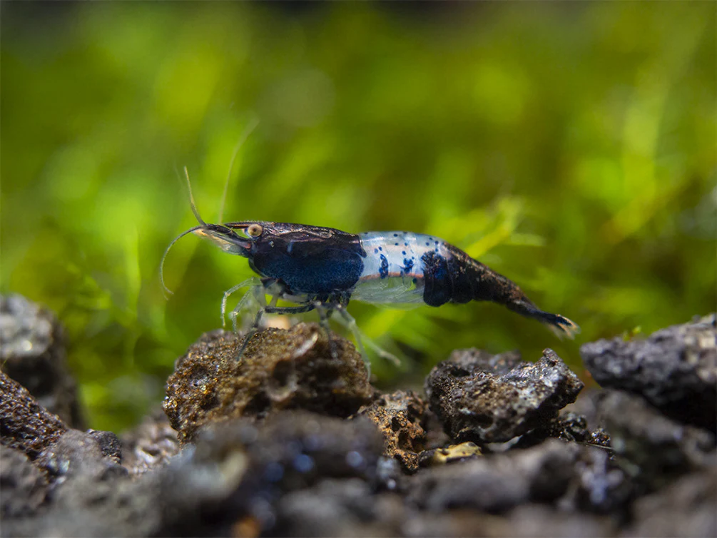 Carbon Rili Shrimp Breeder Combo Box - Nestor' Aquariums & Pets