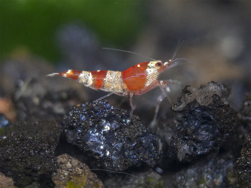 Crystal Red and Black Shrimp Combo Box - Nestor' Aquariums & Pets
