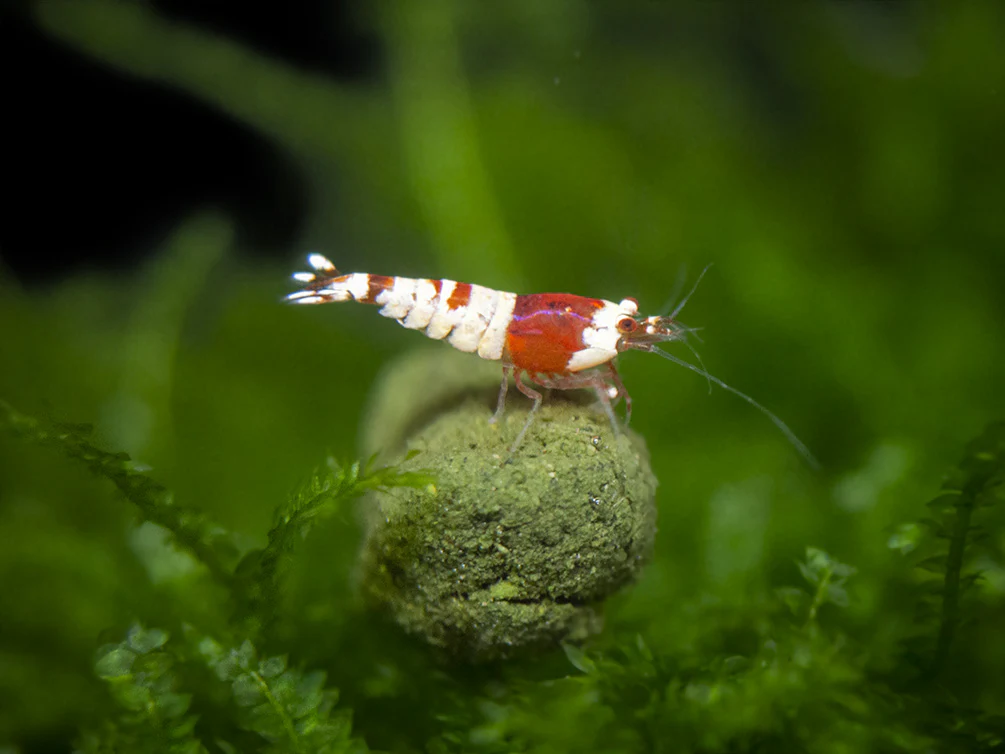 Crystal Red Shrimp Combo Box - Nestor' Aquariums & Pets