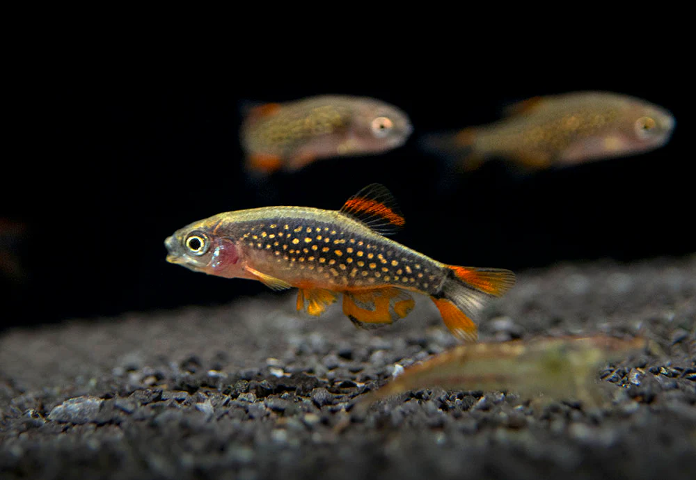 Celestial Pearl Danio AKA Galaxy Rasbora (Celestichthys margaritatus) - Nestor' Aquariums & Pets