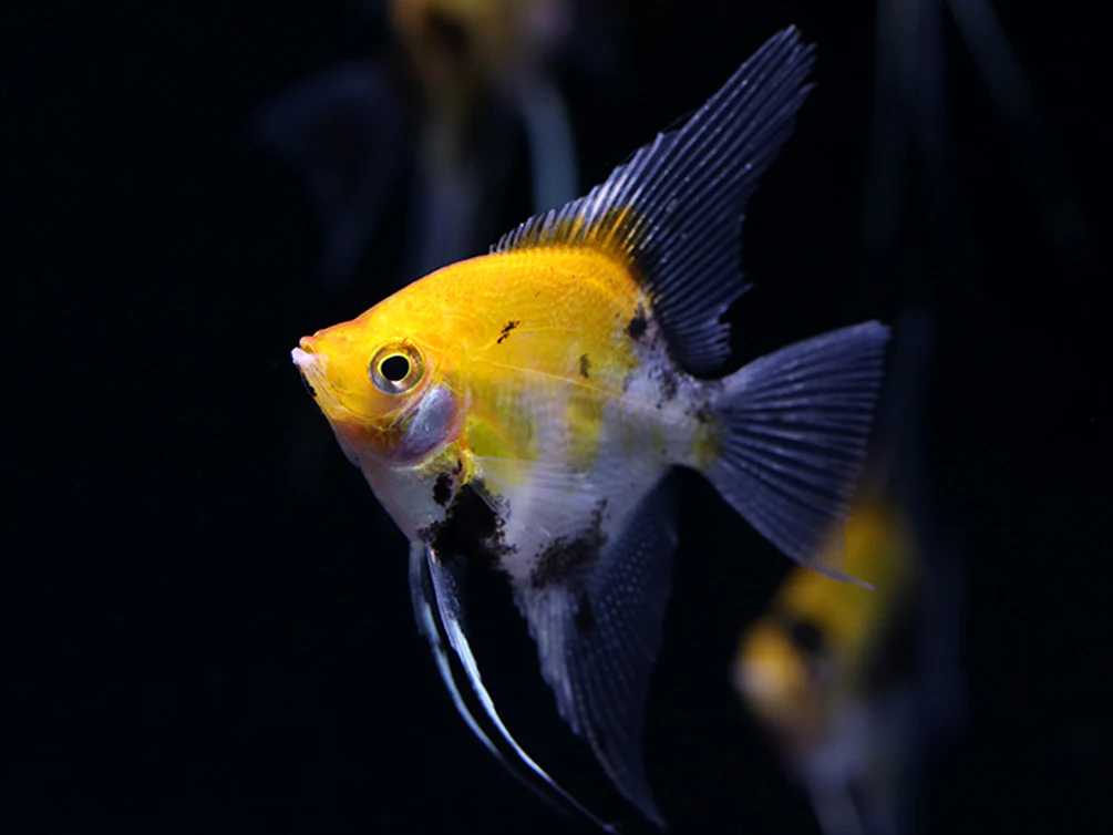 Red Devil Angelfish (Pterophyllum scalare 'Red Devil') - Tank Bred - Nestor' Aquariums & Pets