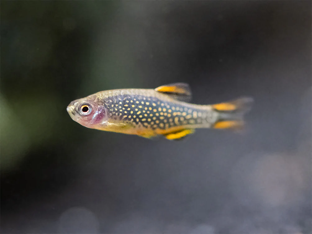 Celestial Pearl Danio AKA Galaxy Rasbora (Celestichthys margaritatus) - Nestor' Aquariums & Pets