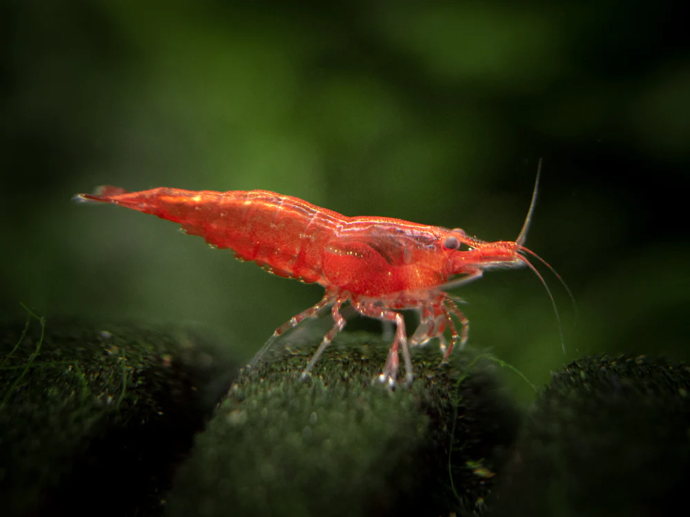 Sakura Red Cherry Shrimp Breeder Combo Box - Nestor' Aquariums & Pets
