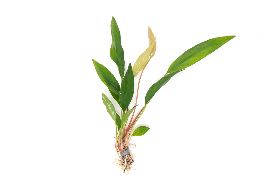 Anubias Beginner Combo Pack - Nestor' Aquariums & Pets