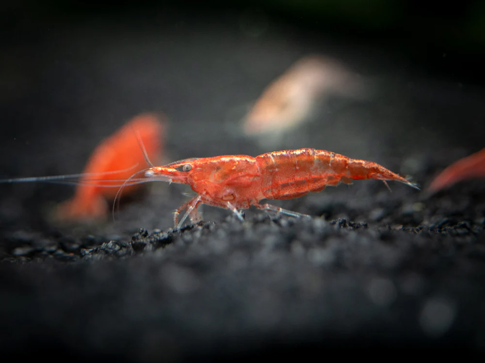 Sakura Red Cherry Shrimp (Neocaridina davidi), Tank-Bred - Nestor' Aquariums & Pets