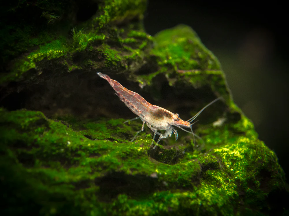 Sakura Red Cherry Shrimp (Neocaridina davidi), Tank-Bred - Nestor' Aquariums & Pets