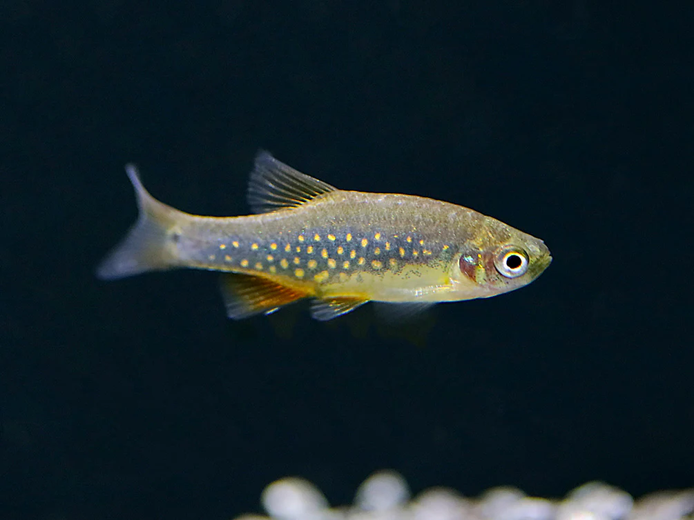 Celestial-Emerald Danio Hybrid AKA Hybrid Galaxy Microrasbora (Danio margaritatus x Danio erythromicron) – Tank Bred - Nestor' Aquariums & Pets