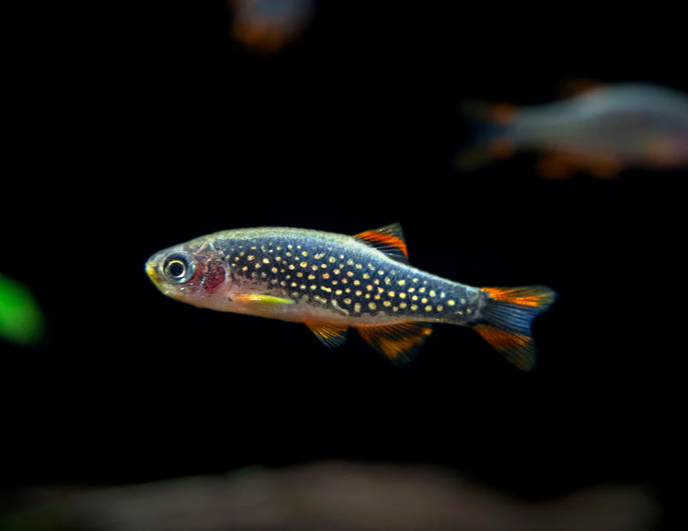 Celestial Pearl Danio AKA Galaxy Rasbora (Celestichthys margaritatus) - Nestor' Aquariums & Pets