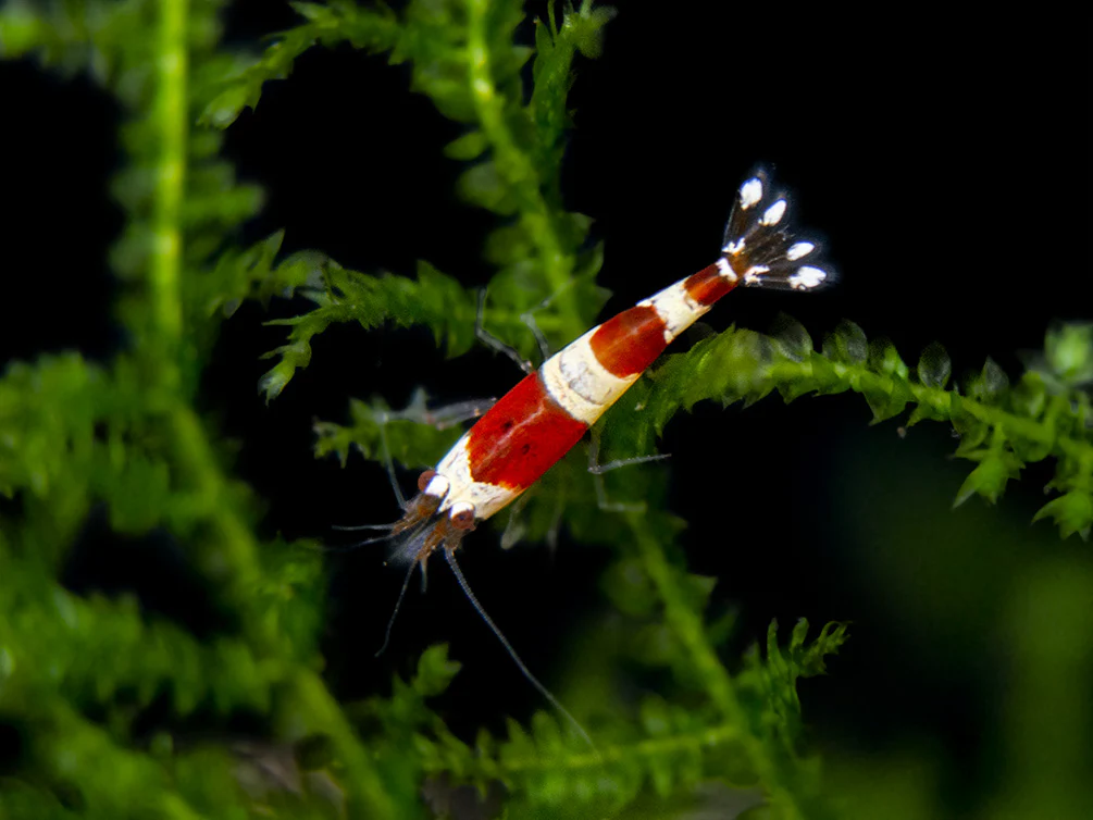 Crystal Red Shrimp Combo Box - Nestor' Aquariums & Pets