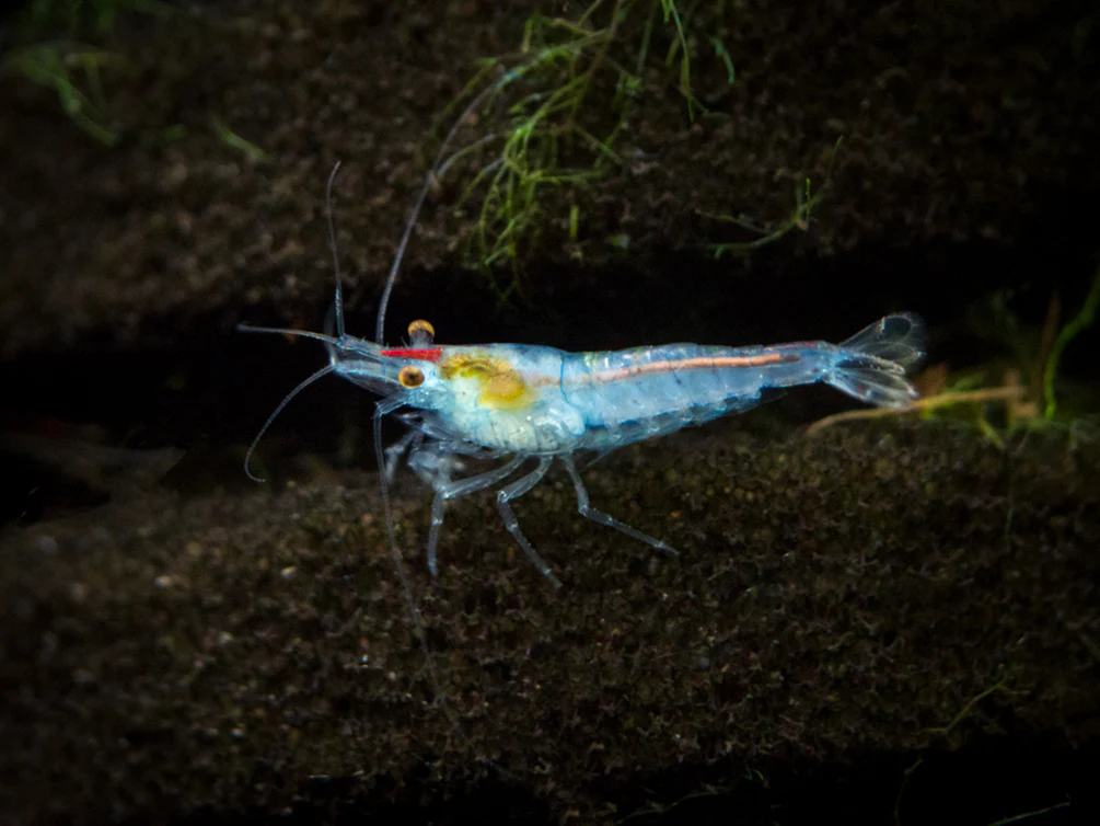 All Freshwater Shrimp