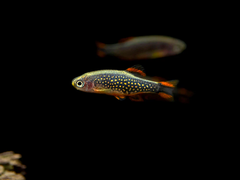 Celestial Pearl Danio AKA Galaxy Rasbora (Celestichthys margaritatus) - Nestor' Aquariums & Pets