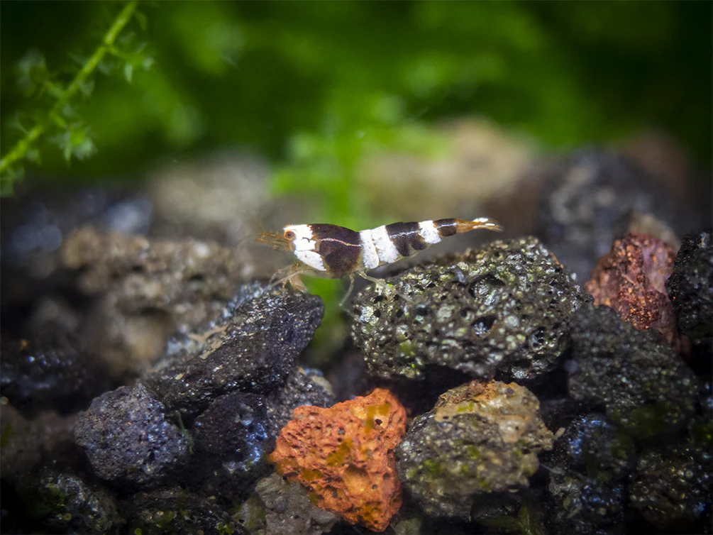 Crystal Red and Black Shrimp Combo Box - Nestor' Aquariums & Pets