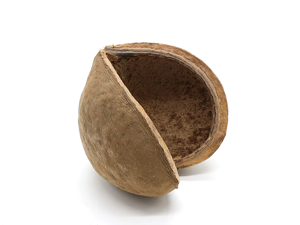Aquatic Arts Natural Hide Combo Pack — Coconut Hut, Beal & Buddha Pods - Nestor' Aquariums & Pets