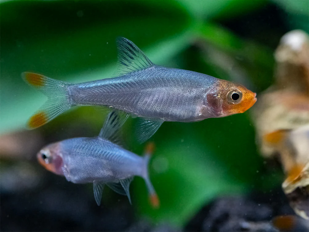 Rummy Nose Rasbora AKA Sawbwa Barb (Sawbwa resplendens) - TANK-BRED!!! - Nestor' Aquariums & Pets