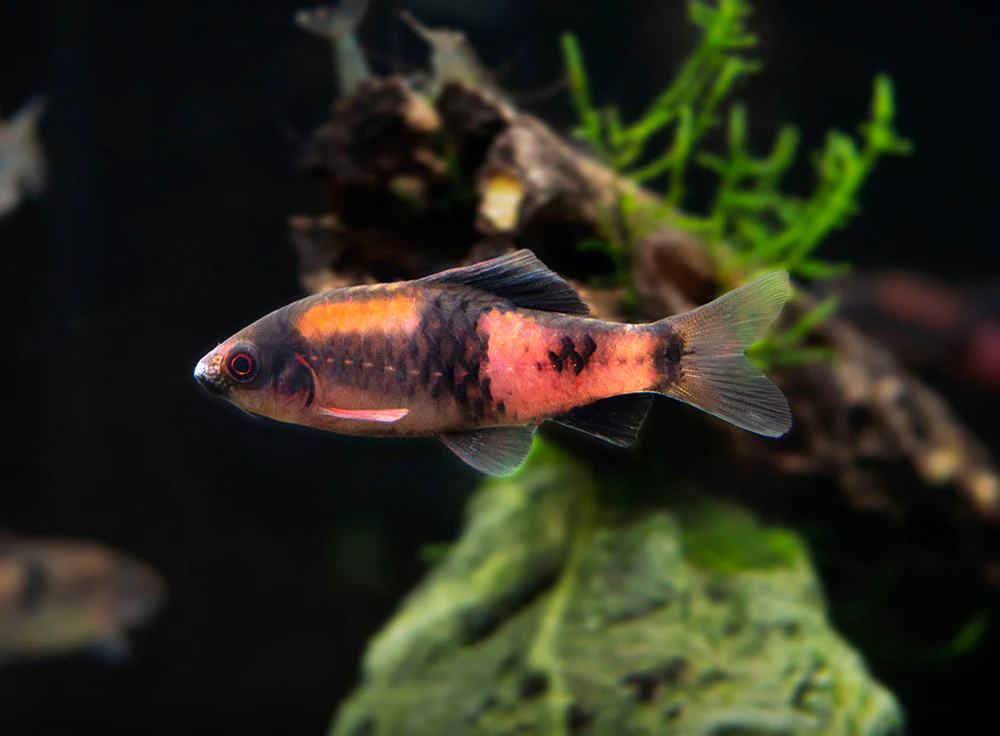Red Panda AKA Melon Barb (Haludaria fasciata), Tank-Bred - Nestor' Aquariums & Pets