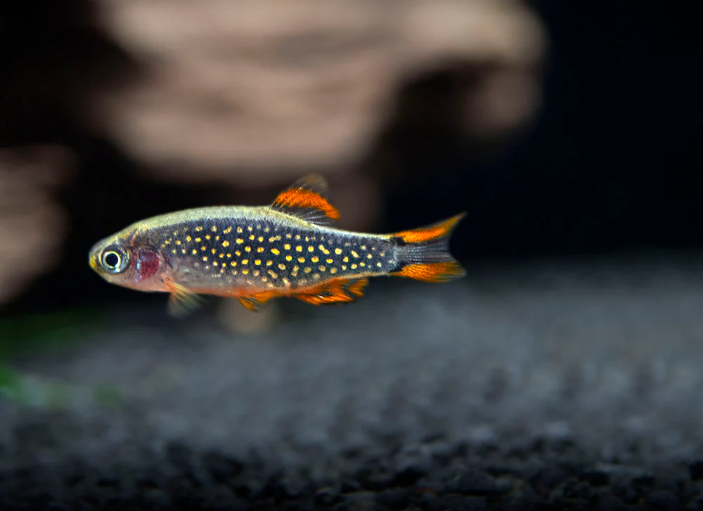 Celestial Pearl Danio AKA Galaxy Rasbora (Celestichthys margaritatus) - Nestor' Aquariums & Pets