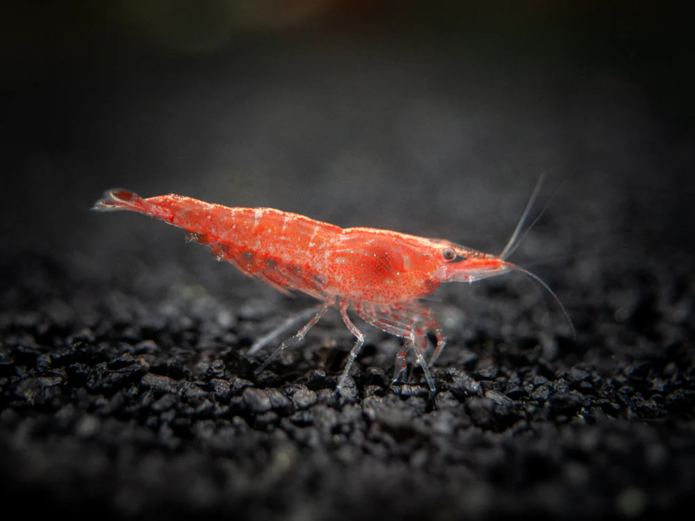 Sakura Red Cherry Shrimp (Neocaridina davidi), Tank-Bred - Nestor' Aquariums & Pets